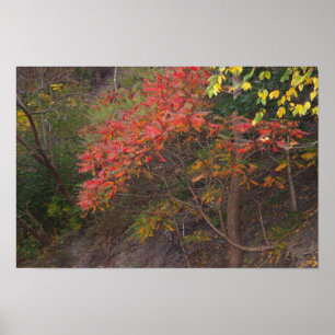 Poster des arbres d'automne