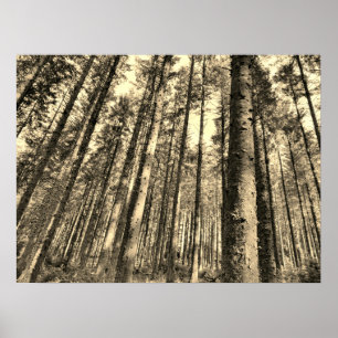 Poster des arbres forestiers spectaculaires