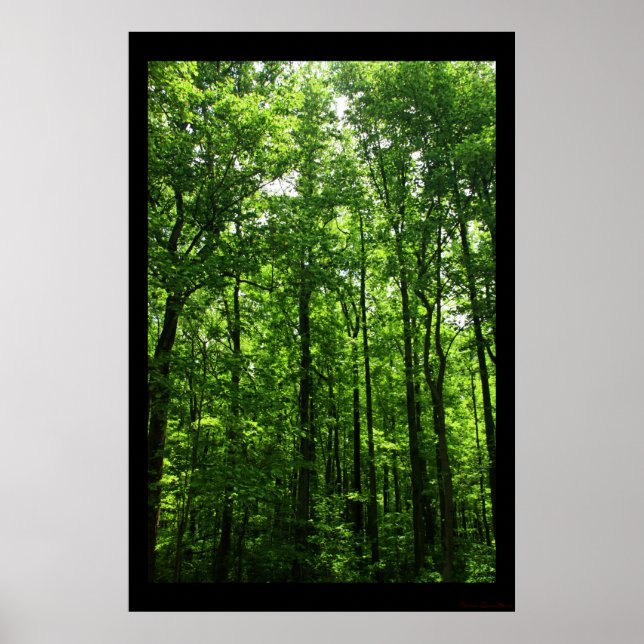 Poster des arbres grands verts #6183 (Devant)