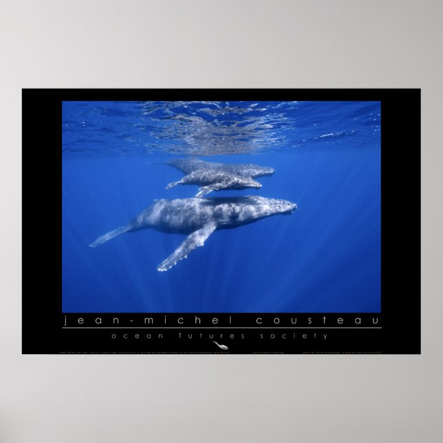 Poster des baleines à bosse (Devant)