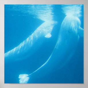 Poster des baleines de Beluga