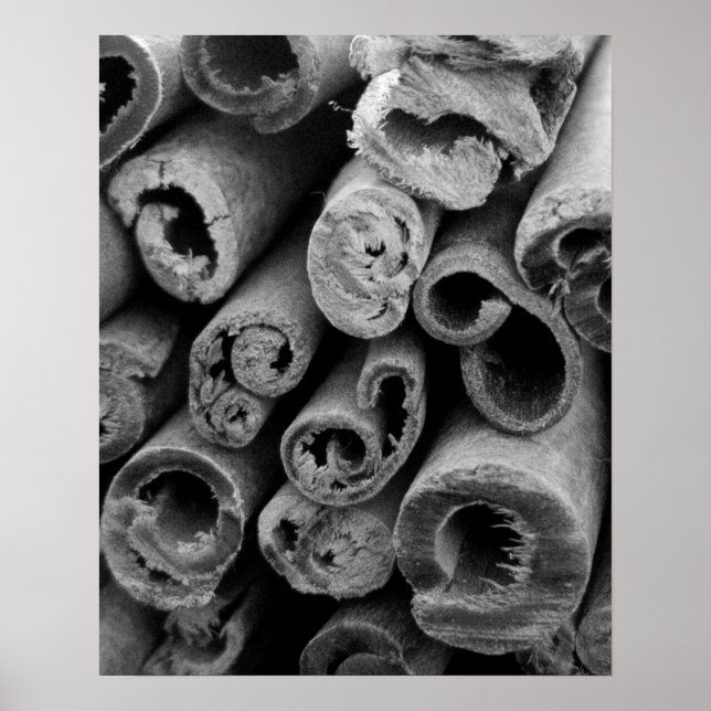 Poster des bâtons de cannelle (Devant)