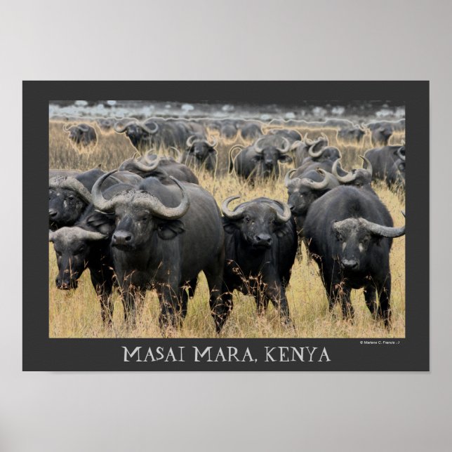 Poster des buffles africains du Masaï Mara (Devant)