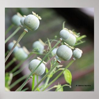 Poster des capsules de pavot