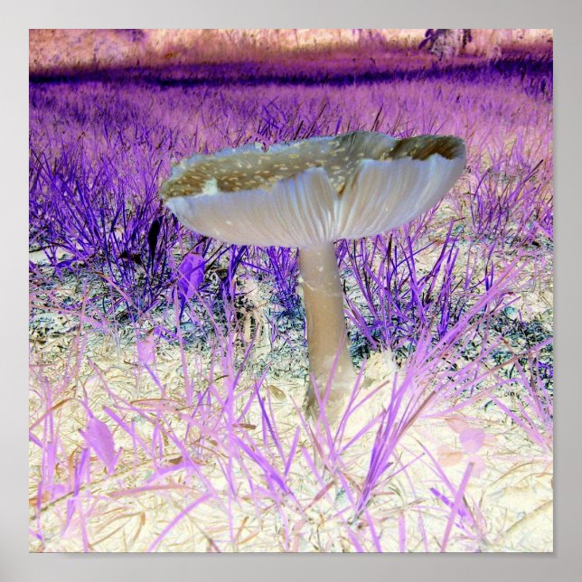Poster des champignons à effet apparent (Devant)