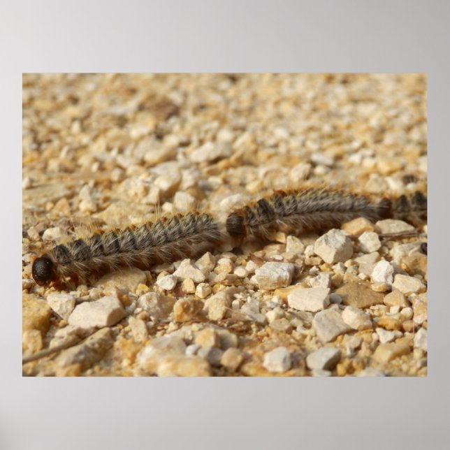 Poster des chenilles de fabrication (Devant)