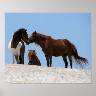 Poster des Chevaux sauvages