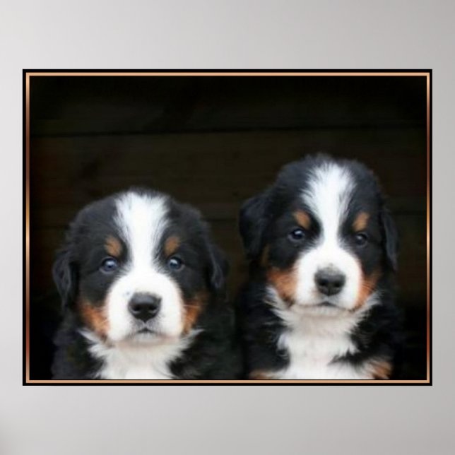 Poster des chiots bernois (Devant)