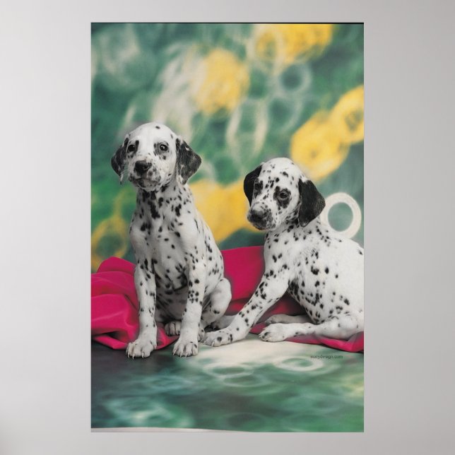 Poster des chiots dalmate (Devant)