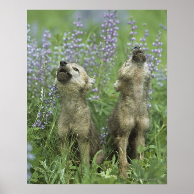 Poster Des Chiots Loups hurlent dans la prairie (Devant)