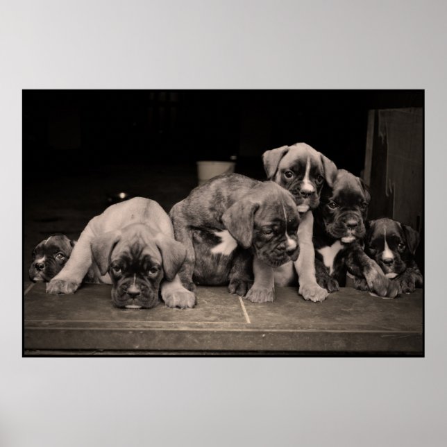 Poster des chipies de boîte mignonne (Devant)