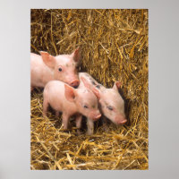 Poster des cochons mignons