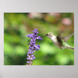 Poster des colibris de Northwoods