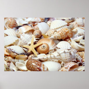 Poster des coquillages