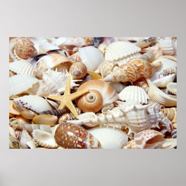 Poster des coquillages (Devant)