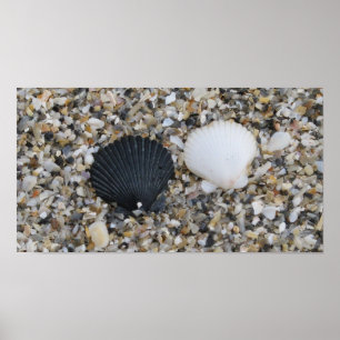 Poster des coquillages noirs et blancs
