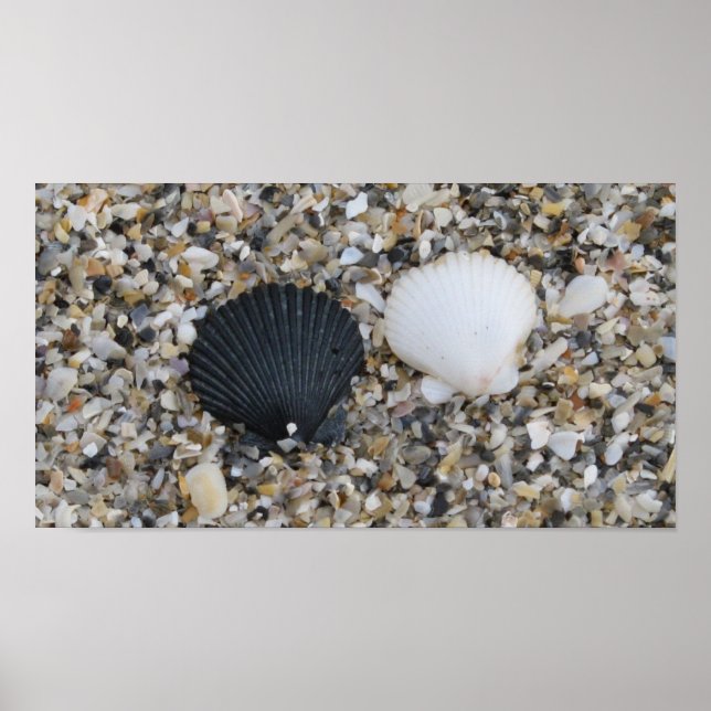 Poster des coquillages noirs et blancs (Devant)