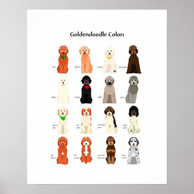 Poster des couleurs Goldendoodle (Devant)
