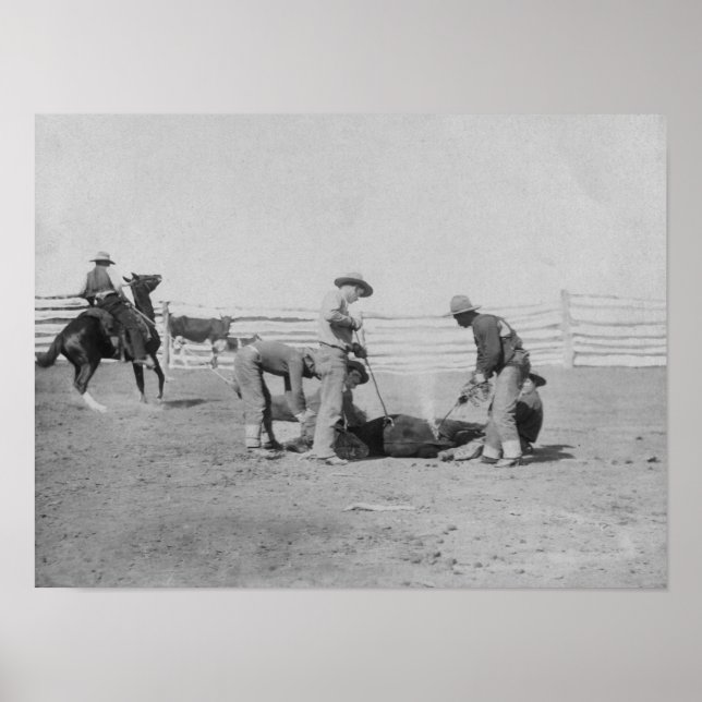 Poster Des cowboys brandissant une photo de veauDakota du (Devant)