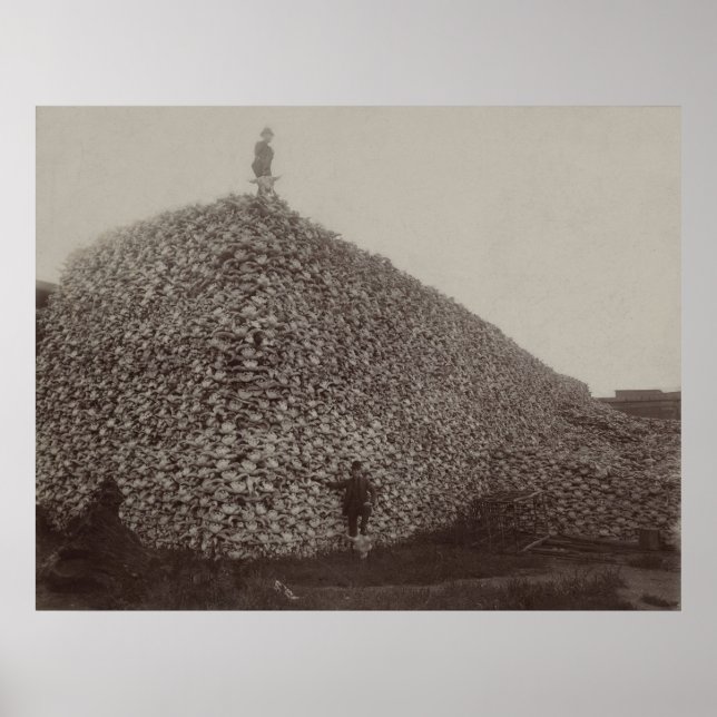 Poster Des crânes de bison américain pour l'engrais (Devant)