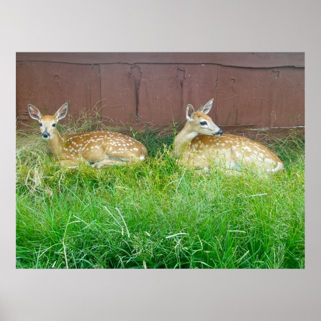 Poster des crevettes de cerfs à queue blanche (Devant)