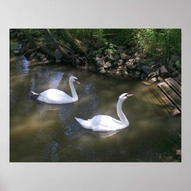 Poster des cygnes curieux (Devant)