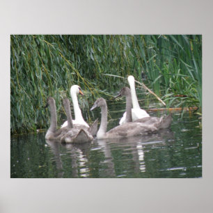 Poster des cygnes et des cygnets