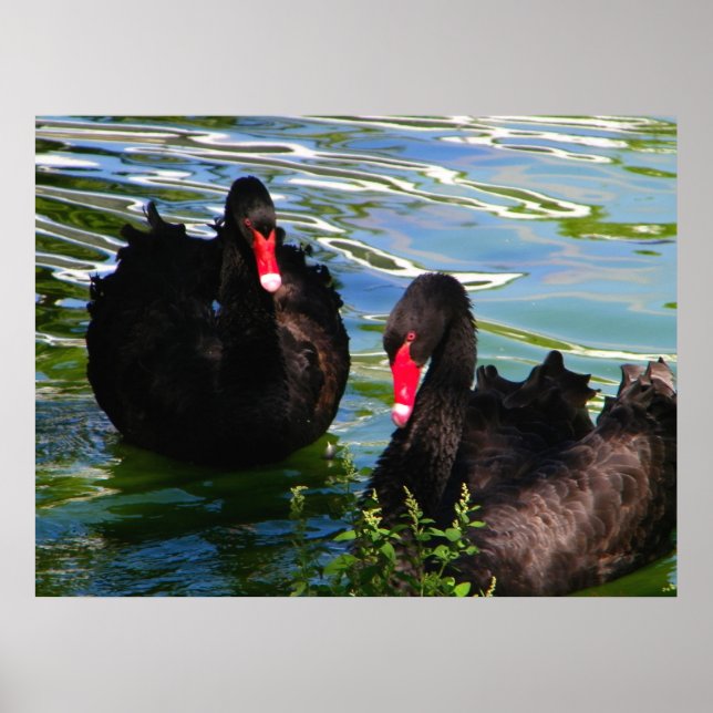 Poster des cygnes noirs (Devant)