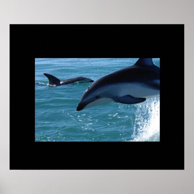 Poster des dauphins (Devant)