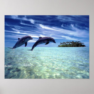 Poster des dauphins