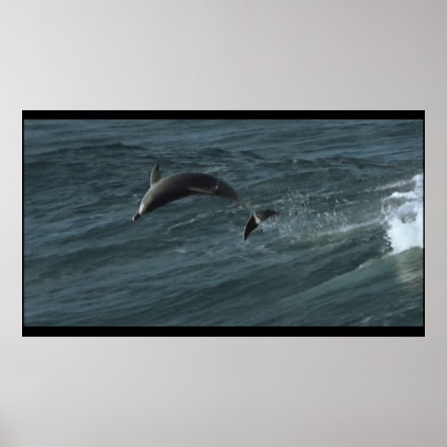 Poster des dauphins de Bottlenose (Devant)