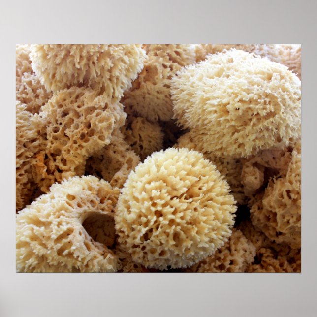 Poster des éponges naturelles (Devant)