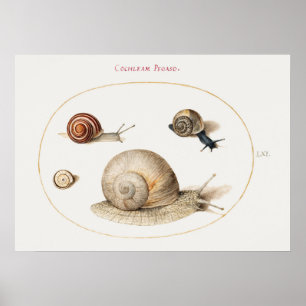 Poster des escargots vintages