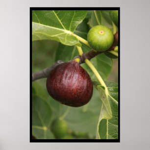 Poster Des figues !