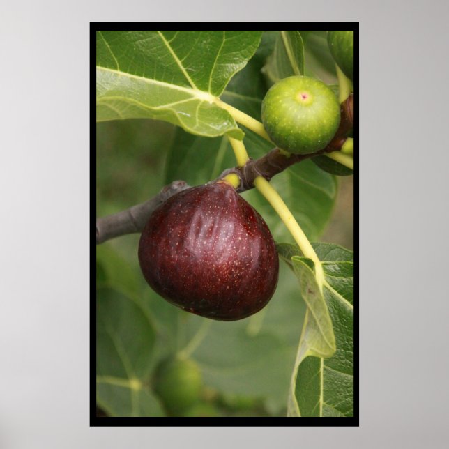 Poster Des figues ! (Devant)
