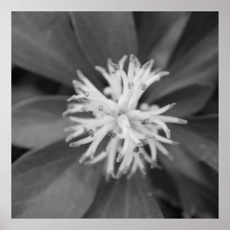 Poster des fleurs