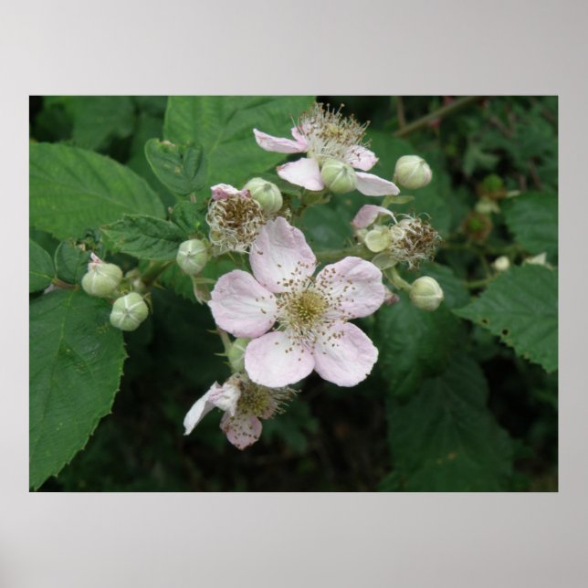 Poster des fleurs Blackberry (Devant)
