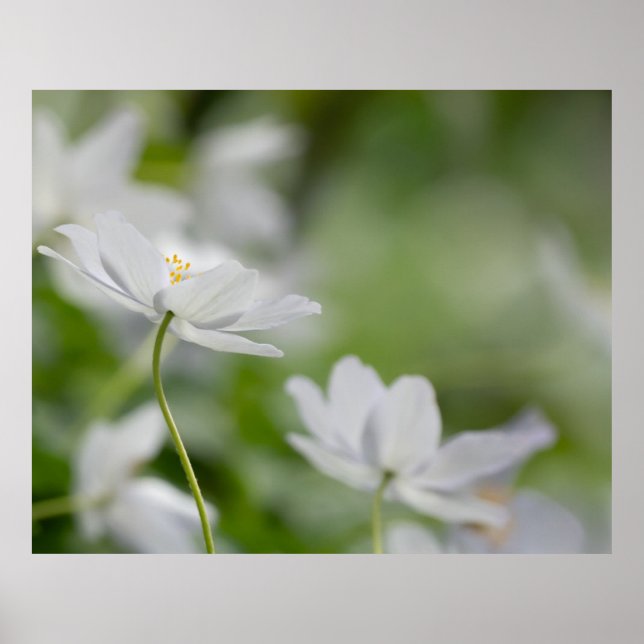 Poster des fleurs blanches (Devant)