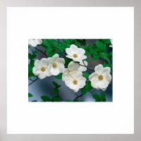 Poster des fleurs de bois de chien