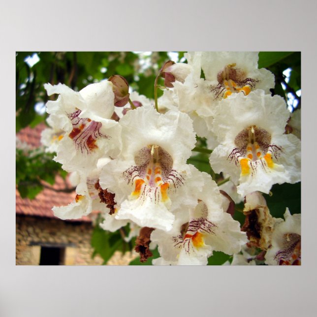 Poster des fleurs de haricots indiens (Devant)