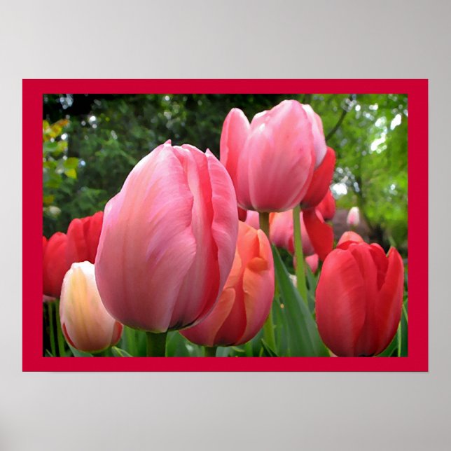 Poster des fleurs de jardin rose et rouge de la tu (Devant)