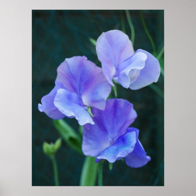 Poster des fleurs de pois doux bleu (Devant)