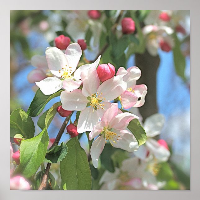Poster des fleurs de pomme rose blanc (Devant)