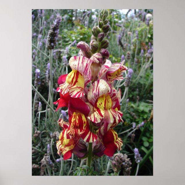 Poster des fleurs florales du printemps rayé (Devant)