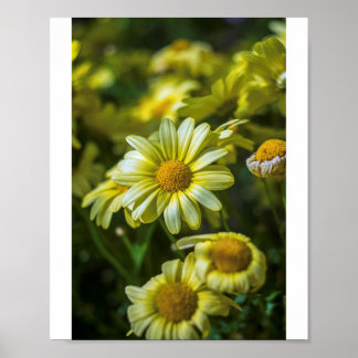 Poster des fleurs jaunes