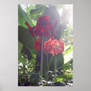 Poster des fleurs rouges