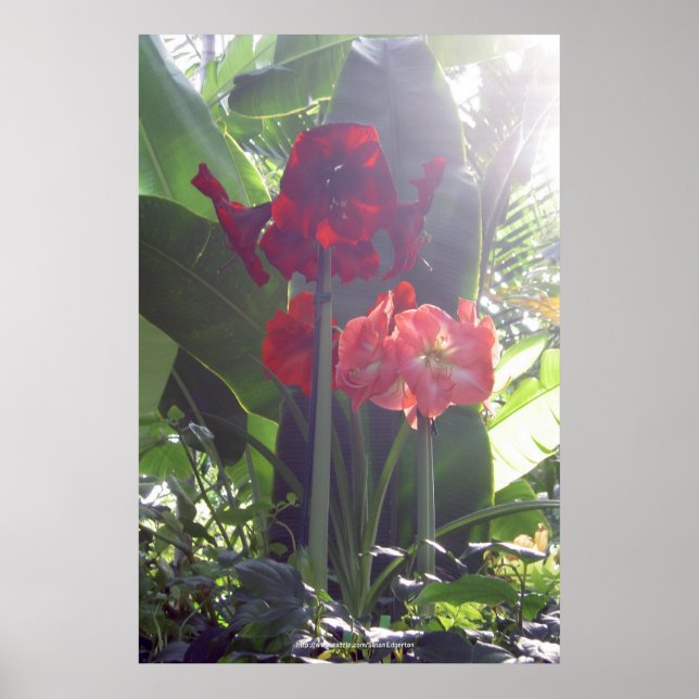 Poster des fleurs rouges (Devant)