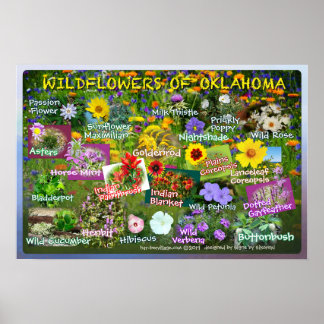 Poster des fleurs sauvages de l'Oklahoma 19v2