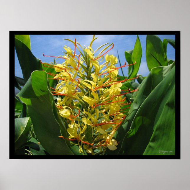 Poster des fleurs tropicales du gingembre de Kahil (Devant)