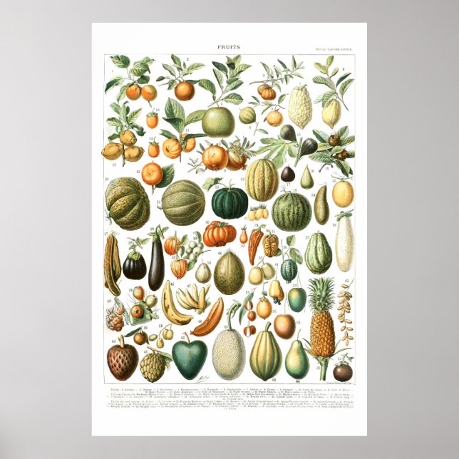 Poster des fruits de l'Adolphe Millot (Devant)